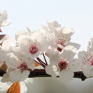 Фото квітки рослини - Слива розлога ф. темно-пурпурова (Слива Піссарда)